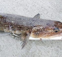 小松島でタチウオ