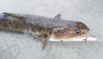 小松島でタチウオ