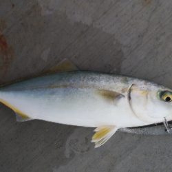 タチウオとツバス