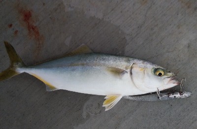 タチウオとツバス