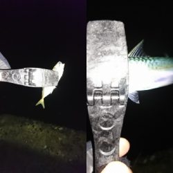 アジングならぬサバング