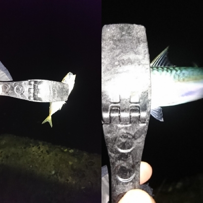 アジングならぬサバング