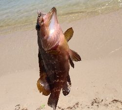 キス釣りとルアー