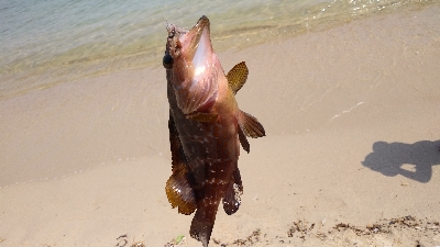 キス釣りとルアー