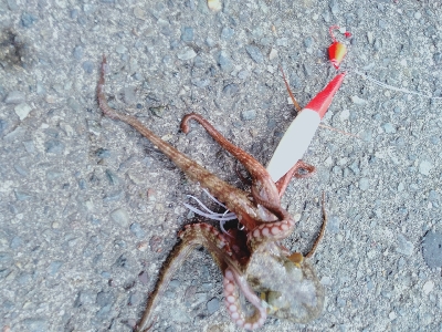 おくとぱっしんぐ