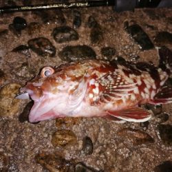 メバルまだいる