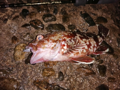 メバルまだいる