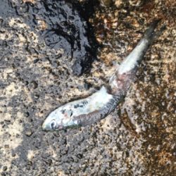 ライトワインドゲーム