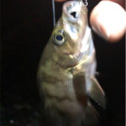 小雨メバリング