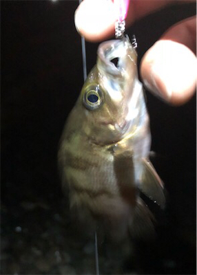 小雨メバリング