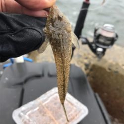 木材港でキス釣り