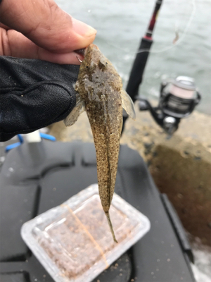 木材港でキス釣り