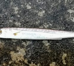 アジンガー1810〜1935