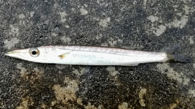 アジンガー1810〜1935