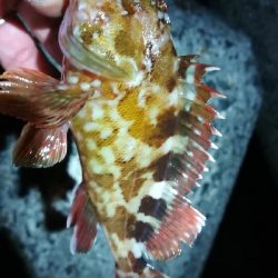 ナイトアジング