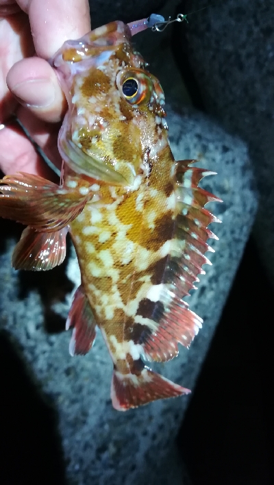 ナイトアジング