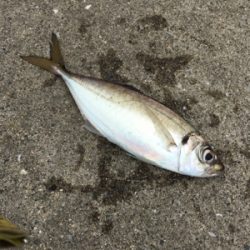 アジが入ってた☆