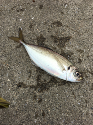 アジが入ってた☆