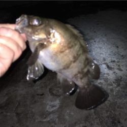 良型梅雨メバル