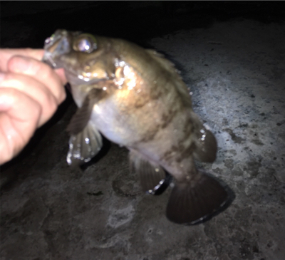 良型梅雨メバル
