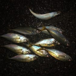 ロッド折れても心は折れず!