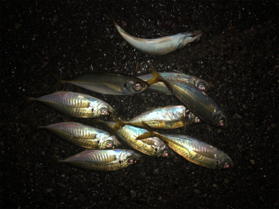 ロッド折れても心は折れず!