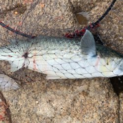 宇野沖 沖磯チヌ