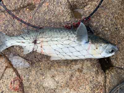 宇野沖 沖磯チヌ