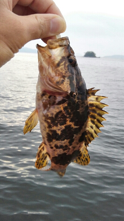 2019年7月2日釣行in伊崎漁港周辺