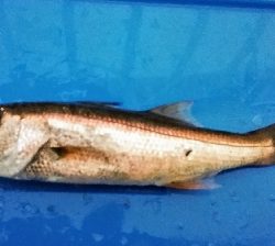 アジンガー1815〜1935