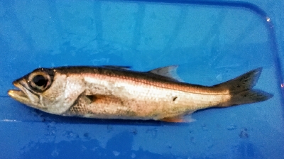 アジンガー1815〜1935