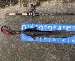 夕方ナマズゲーム