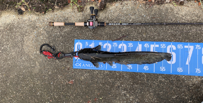 夕方ナマズゲーム