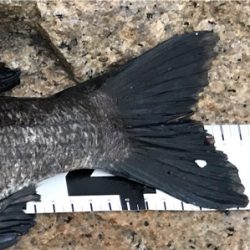 でっかいマチヌ釣ったどー