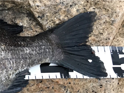 でっかいマチヌ釣ったどー