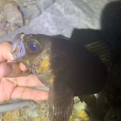 多魚種釣れました(^^)