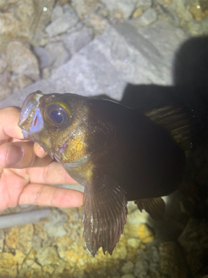 多魚種釣れました(^^)