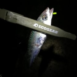 ナイトアジング