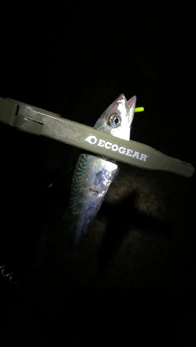 ナイトアジング