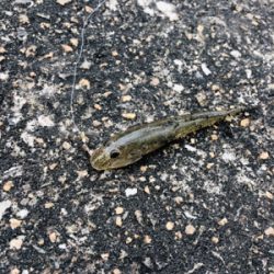 キス絶好調！！