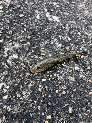 キス絶好調！！