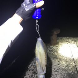 久しぶりのアオリGET(≧∀≦)