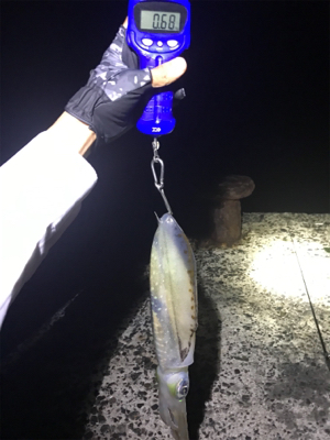 久しぶりのアオリGET(≧∀≦)