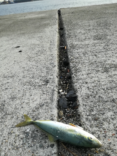 ショアジギング