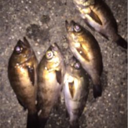 梅雨の合間にメバル