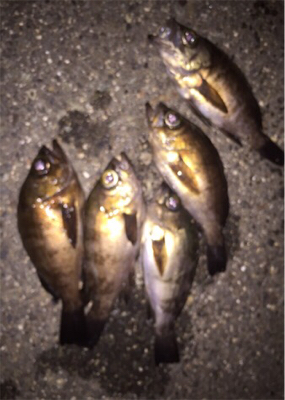 梅雨の合間にメバル