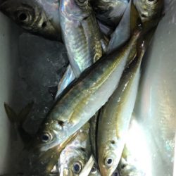 アジング釣行
