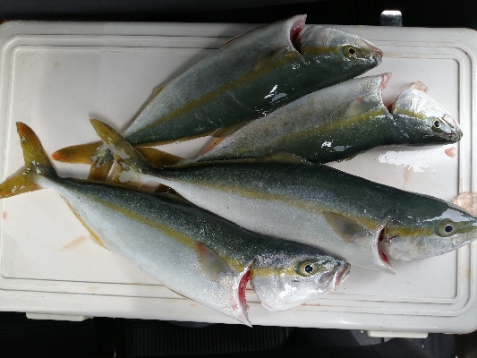 ヘチ釣りからのツバス狙い