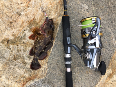 ガシラがつりたいわけじゃ‥。