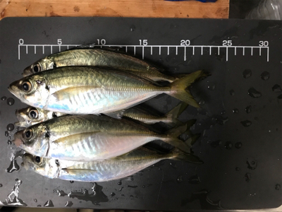 メクリアジ  須磨  純栄丸